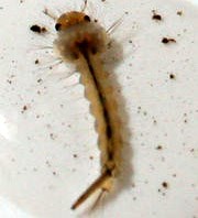 Bọ gậy và lăng quăng có khác nhau không?