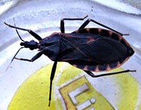 Tổng hợp thông tin trong nước và quốc tế về các loài côn trùng hút máu người