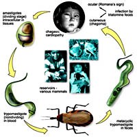 Bệnh Chagas và loài ký sinh trùng Trypanosoma cruzi  Tại các quốc gia châu Mỹ
