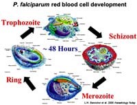 Sốt rét ác tính và sốt rét đa kháng thuốc là nguyên nhân chính gây tử vong sốt rét