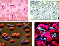 Trypanosoma cruzi: Phân loại, hình thái học và chu kỳ sinh học