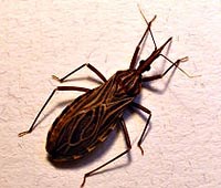 Khu vực miền Trung-Tây nguyên tăng cường hoạt động giám sát bọ xít hút máu theo chỉ đạo của Bộ Y tế