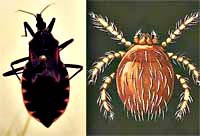 Tổng hợp các thông tin về bọ gây chết người ở Trung Quốc 2010