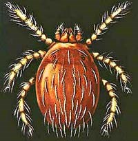 Đừng nhầm lẫn “mò” là “bọ xít độc”