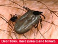 Cách xử trí khẩn cấp khi bị ve đốt máu