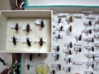 Điểm báo về các thông tin liên quan đến y tế  ngày 24 & 25 tháng 9 năm 2010