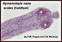 Hymenolepis nana & Hymenolepis diminuta:  2 loài ký sinh trùng gây bệnh ở người cần lưu ý !