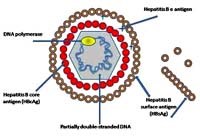 Những tiến bộ mới trong nghiên cứu vaccine trên thế giới