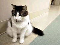 Cần phải làm gì trước nguy cơ lây nhiễm bệnh từ động vật sang người ngày càng phổ biến ?