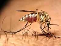 Một số đặc điểm hoạt động và vai trò truyền bệnh của loài muỗi Culex