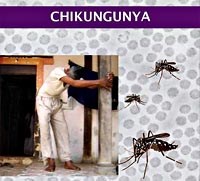 Cảnh báo sốt Chikungunya giống sốt xuất huyết Dengue