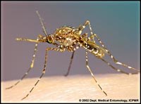 Bạn biết gì về loài muỗi truyền bệnh giun chỉ bạch huyết Mansonia ?