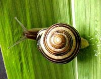 Phòng tai họa do ăn ốc sên