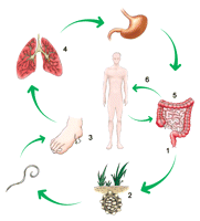 Ca bệnh đặc biệt bệnh giun lươn ở gan có tăng bạch cầu ái toan được điều trị thành công bằng thuốc Ivermectine