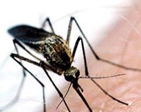 Đã có phương pháp diệt muỗi sinh học hiệu quả