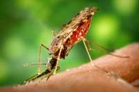 Muỗi Culicidae: phân loại và vai trò truyền bệnh