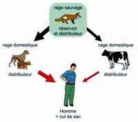 Bệnh truyền từ động vật sang người do các tác nhân ký sinh trùng và đơn bào hiện nay