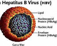 Viêm gan siêu vi B (HBV) và hiệu năng của thuốc Lamivudine