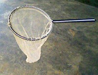 Cách đơn giản thu thập muỗi Aedes trưởng thành trong giám sát véc tơ truyền bệnh sốt xuất huyết