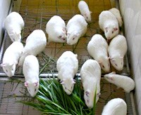 Thử nghiệm dược phẩm bằng côn trùng thay chuột bạch