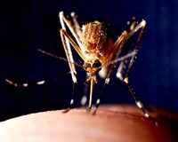 Một số phát minh thú vị trên thế giới trong phòng chống muỗi đốt