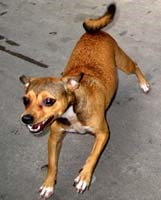 Theo dõi chó để tiêm phòng dại khi bị cắn