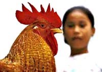 Mạt gà, mạt chuột có khả năng truyền bệnh không?