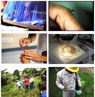 Thông tin về thuốc kháng sinh chống sốt rét trên thế giới