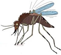 Con muỗi mắt xanh