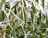 Rét đậm, rét hại và sương muối