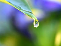 Có mấy loại sương ?