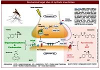 Một số cơ chế kháng hóa chất của côn trùng truyền bệnh