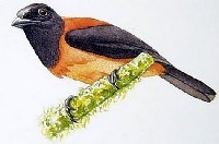 Những chuyện lạ về côn trùng và động vật trên thế giới