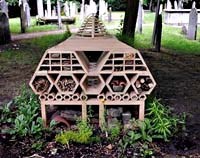 Côn trùng sẽ là nguồn thực phẩm tương lai?