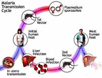 Ký sinh trùng sốt rét kháng thuốc, một khó khăn kỹ thuật trong chương trình phòng chống sốt rét