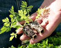 Hiệu lực điều trị sốt rét của một số thuốc chống sốt rét có (ACTs) hoặc không có gốc Artemisinine (Non-ACTs)