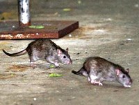 Đề phòng bệnh “sốt chuột” vì chuột sống quanh ta