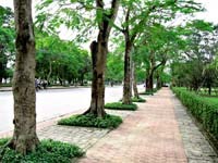 Đã tìm ra “đáp số” đường Phượng Bay trong nhạc phẩm nổi tiếng “Mưa hồng” của Cố Nhạc sĩ Trịnh Công Sơn