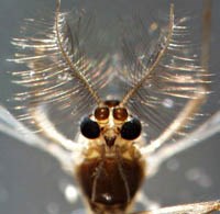 Tạo chiến tranh sinh học từ các động vật chân đốt