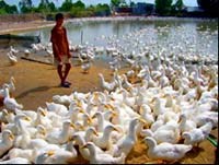 Viêm da do chăn nuôi vịt