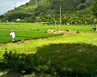 Bệnh sốt mò ở tỉnh Khánh Hòa-những thông tin cần biết