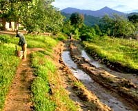 Điều kiện để ký sinh trùng sốt rét phát triển ở muỗi truyền bệnh