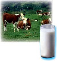 Hiểm họa từ sữa tươi : Sữa chưa được tiệt trùng có thể gây nguy hiểm nghiêm trọng đến sức khỏe!