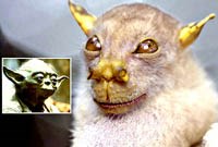 10 tin khoa học “hot” nhất năm 2010