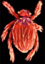 Thành phần ngoại ký sinh ở tỉnh Khánh Hòa