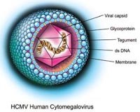Cytomegalovirus (CMV): tác nhân nhiễm trùng có thể ảnh hưởng tất cả cơ quan trong cơ thể người