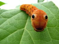 Hình ảnh ngỡ ngàng về mắt Côn trùng