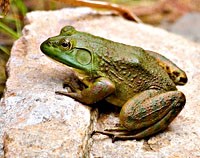 Nguy cơ tiềm ẩn từ các bệnh giun sán ký sinh