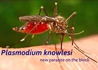 Tổng hợp các công trình nghiên cứu sốt rét và các bệnh ký sinh trùng trên thế giới tháng 4 năm 2011