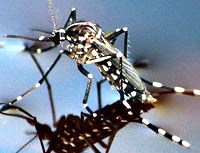 Muỗi biến đổi gene và cuộc chiến chống bệnh sốt xuất huyết